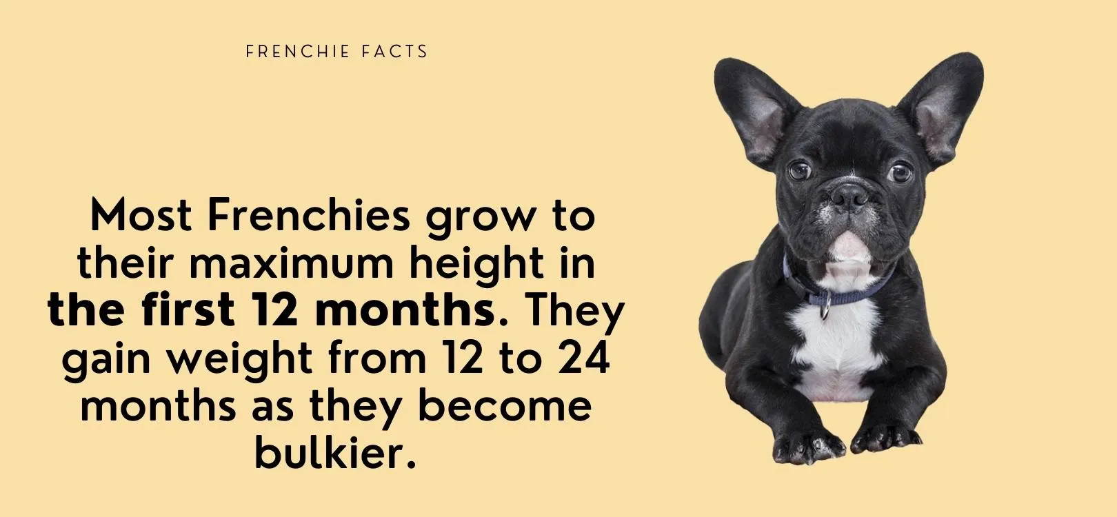 facts on french bulldogs 