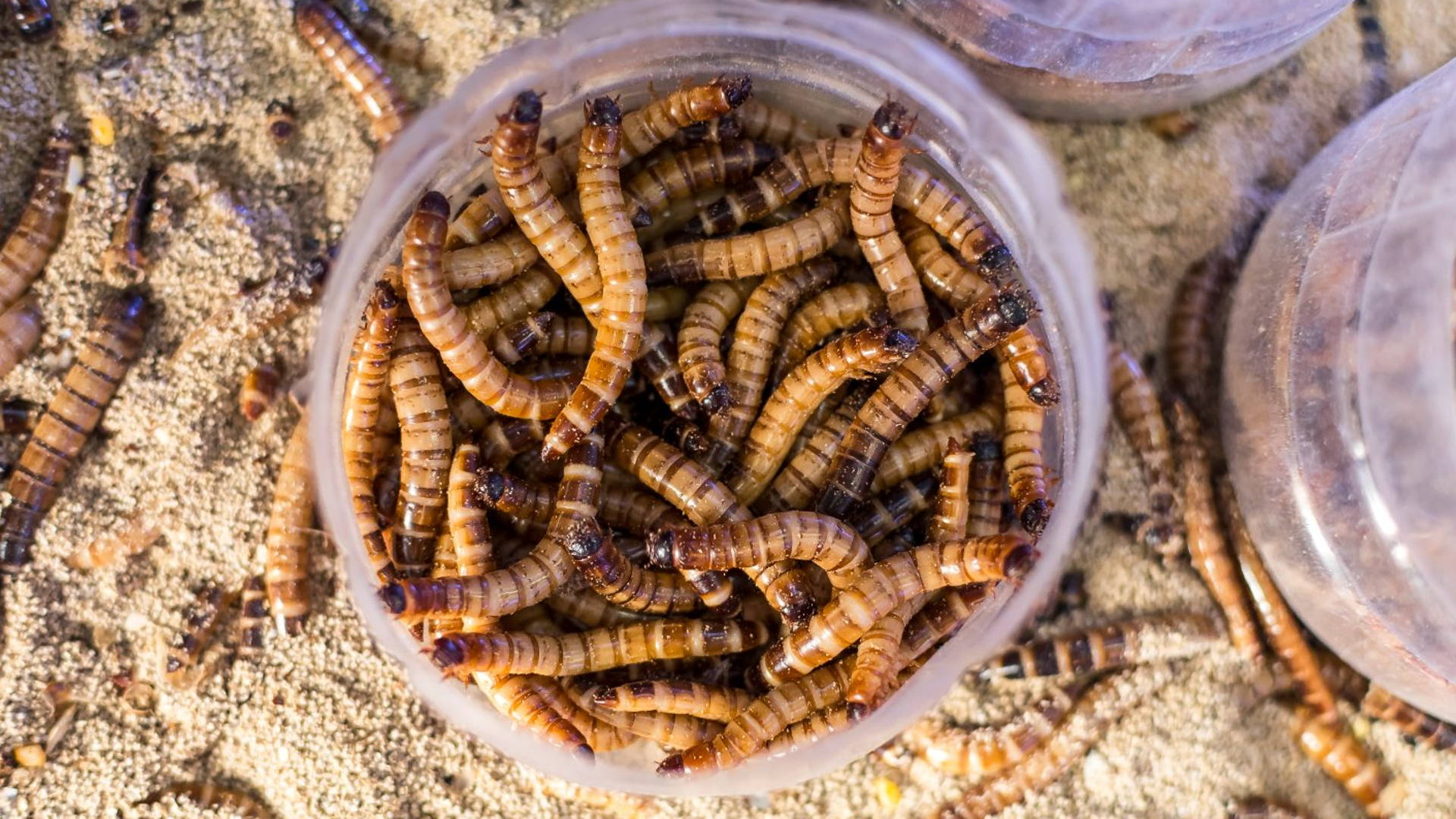 Featured image for These 'Superworms' Can Eat Styrofoam and Could Help Reduce Plastic Waste