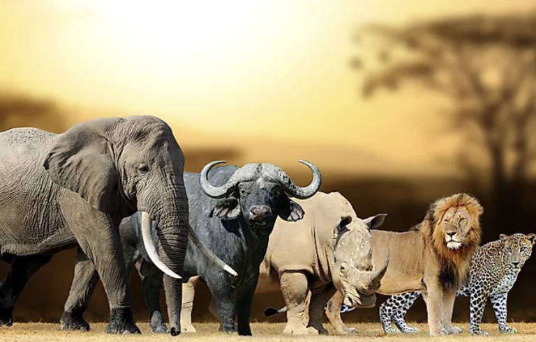 wild animals in kenya