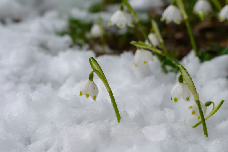 snowdrops in the snow in bloom