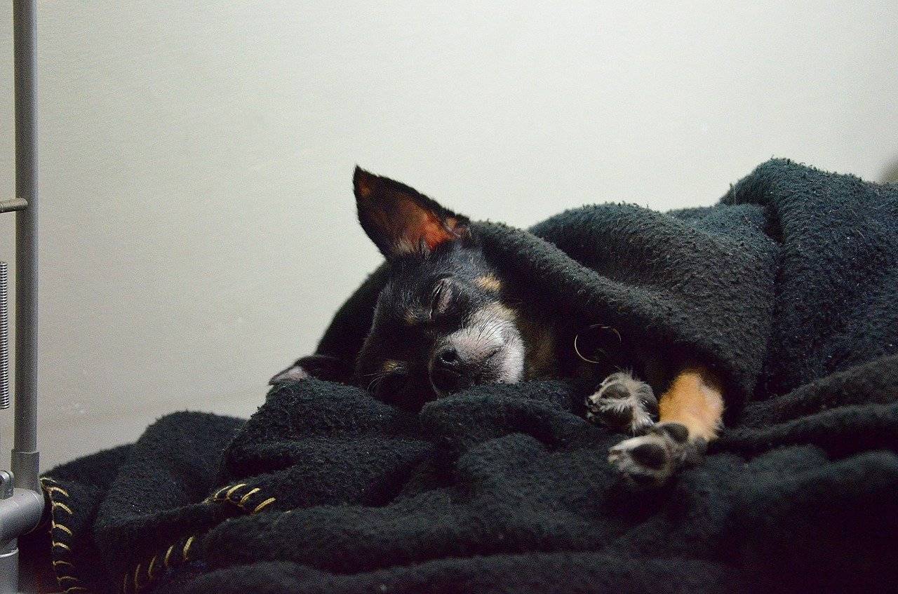 chihuahua snoring while awake