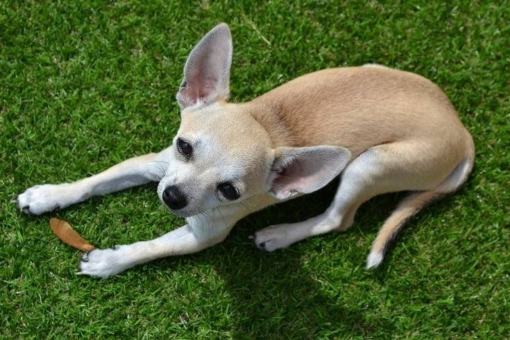 my chihuahua is underweight
