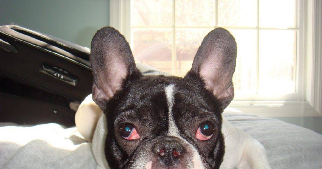 french bulldogs eye problems