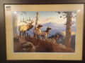 Elk Herd Picture