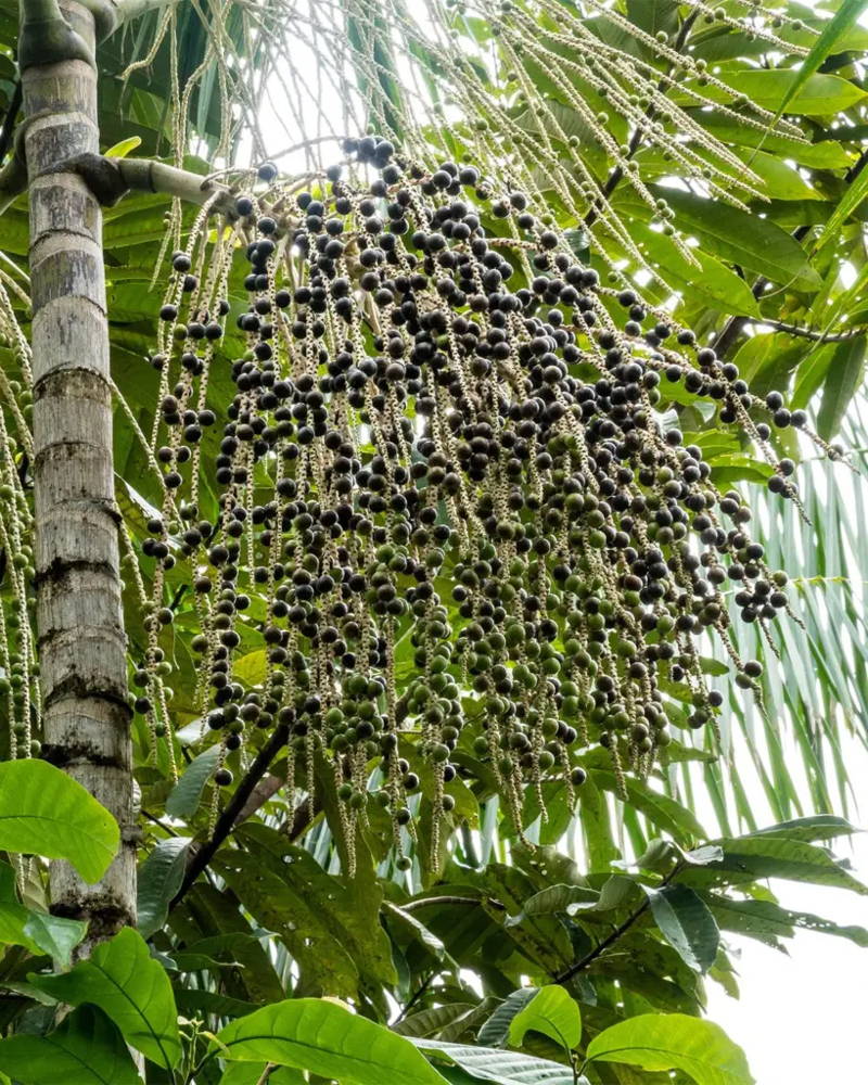 Açaí-Omega 3-6-9-Wirkstoffkomplex