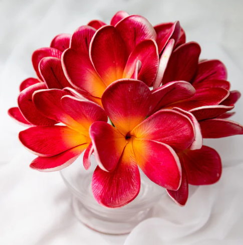 Passion Frangipani Flowerhead ( 6 Pack ) - Realistic Artificial Flowers - Image 3