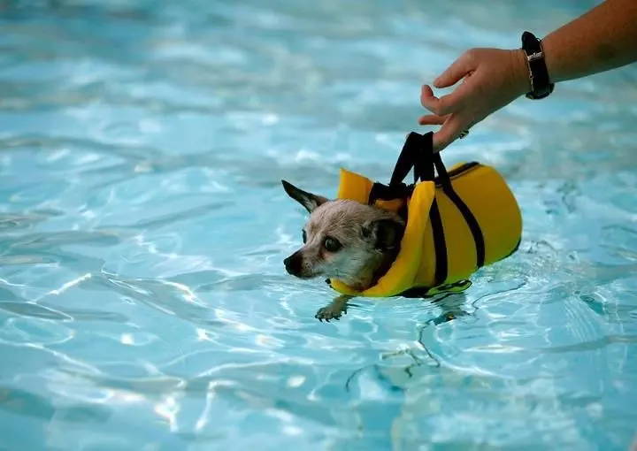 teaching a chihuahua how to swim.jpg