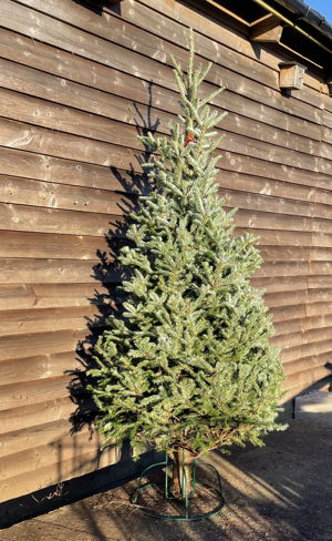 Fraser Fir