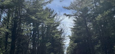Michaux State Forest Guided Tour near Fayetteville, PA