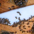 feeding honey bees sugar fondant candy board in winter