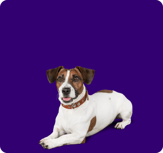 PERRITO