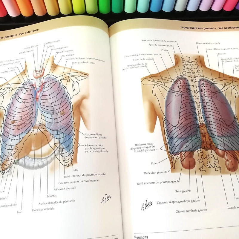 atlas d'anatomie humaine Netter