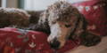 Pierre d'urate chien