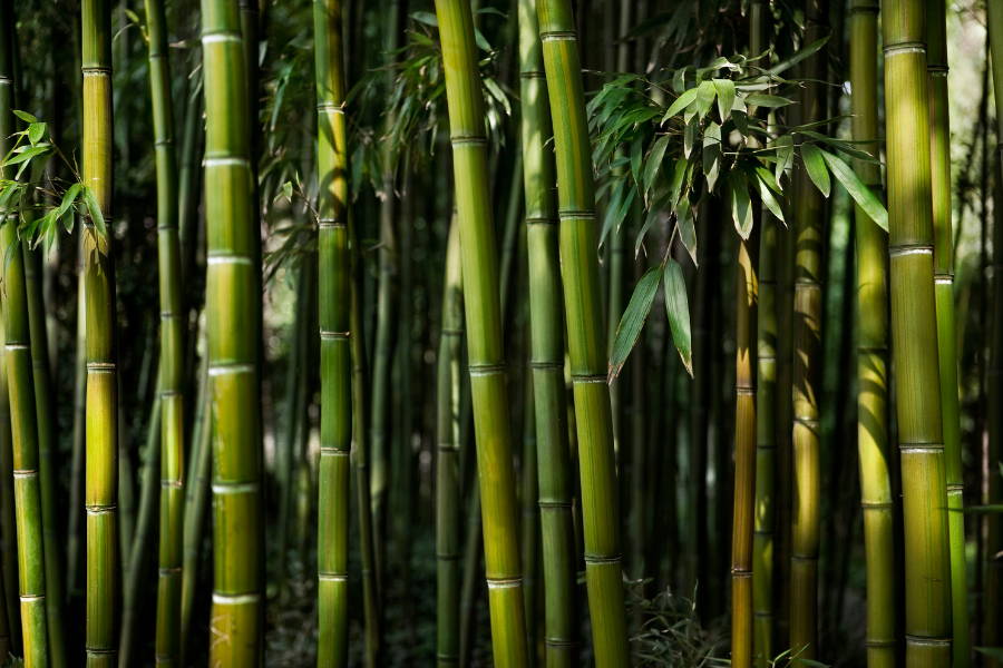 bamboo growing in its natural form