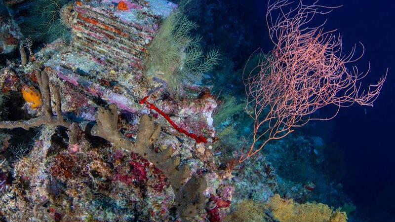 A stack of plates encrusted with sea life lie next to a coral in dim waters.