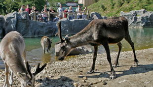 zoom erlebniswelt rentiere