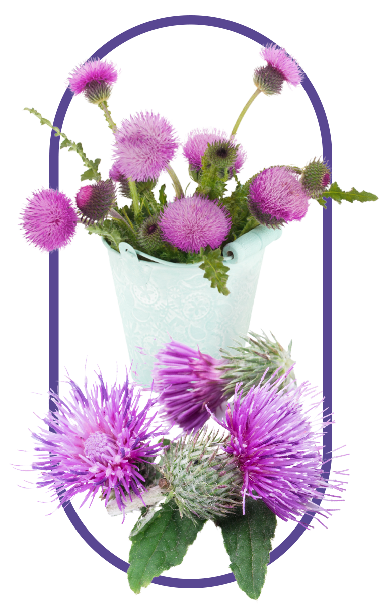 A picture of milk thistle seed extract plant