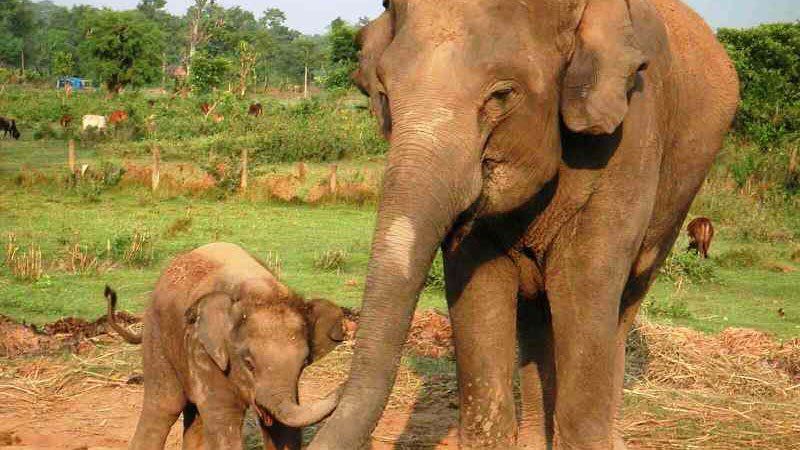 Elephants at Chitwan National Park, Nepal 