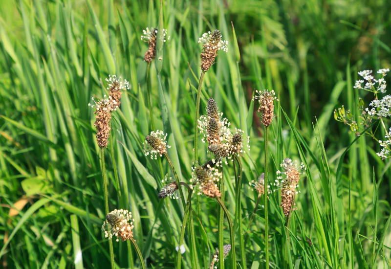 オオバコサイリウムの違い