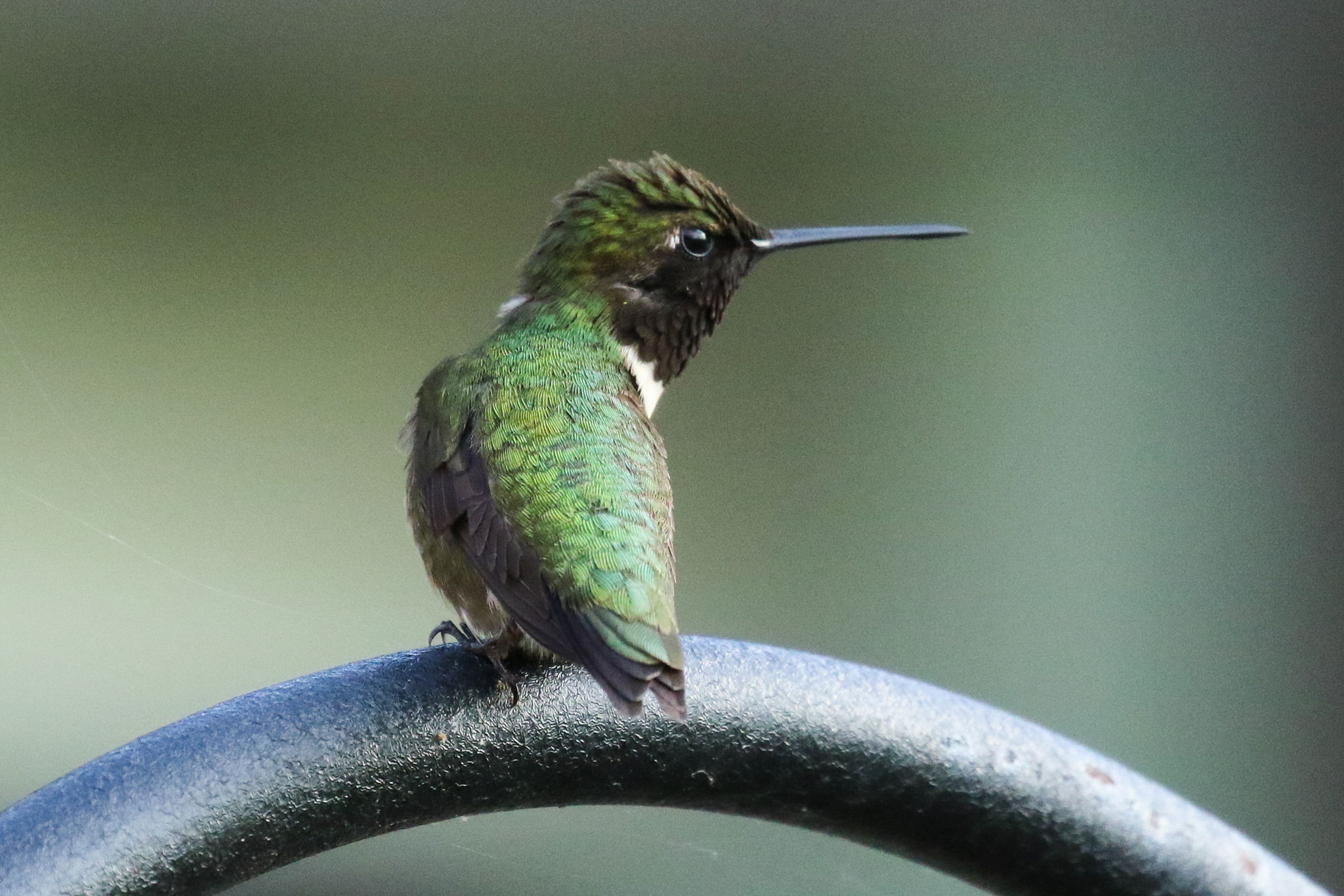 Juvenile Hummingbird