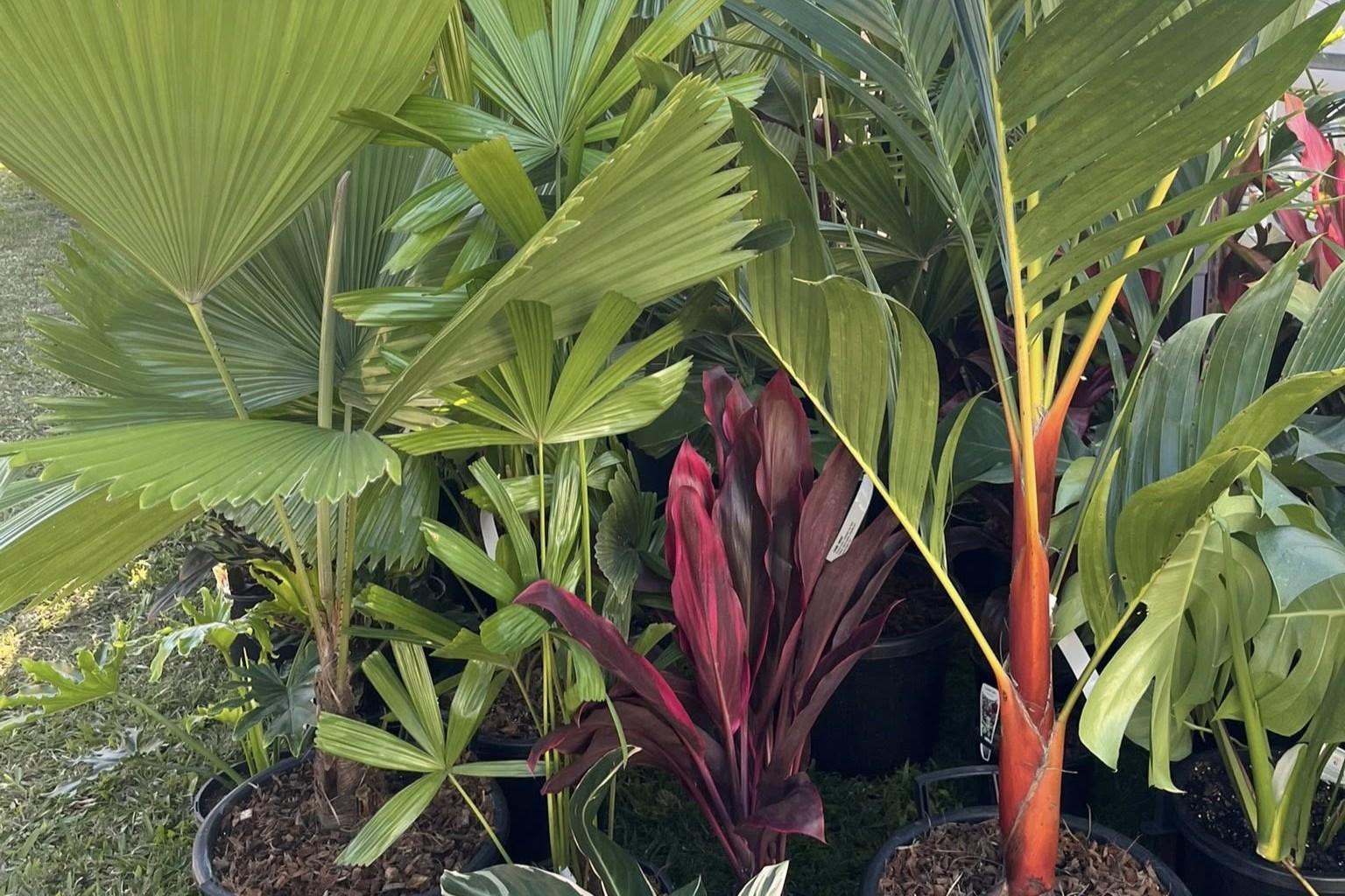 Coast Tropical Plants - Voucher - Image 3