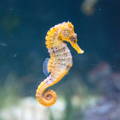 yellow seahorse in the ocean