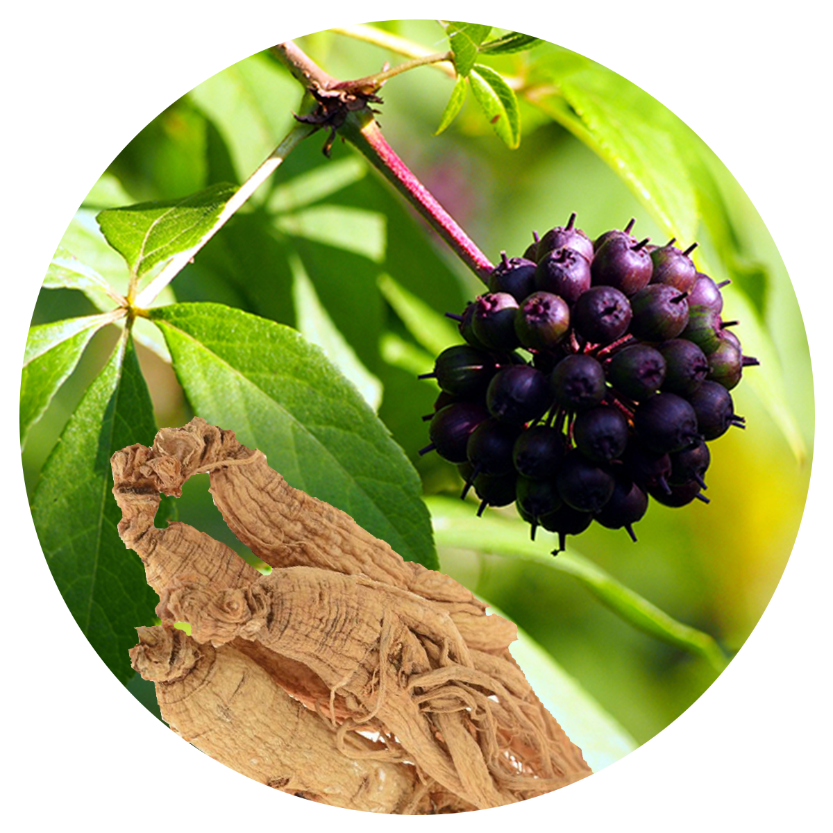 Eleutherococcus senticosus used in the best Multivitamins for men