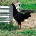 us-breeder-ayam-cemani-gypsy-shoals-farm-alabama-chickens