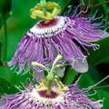 Passion flower extract