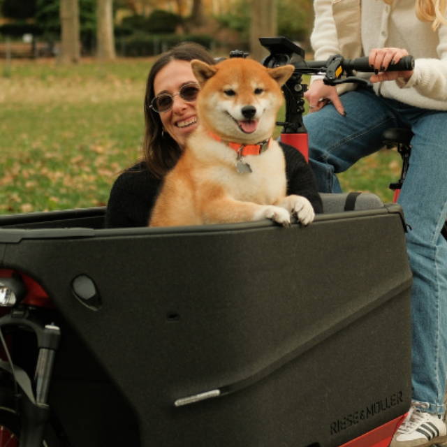 a Shiba Inu dog in an electric cargo bike