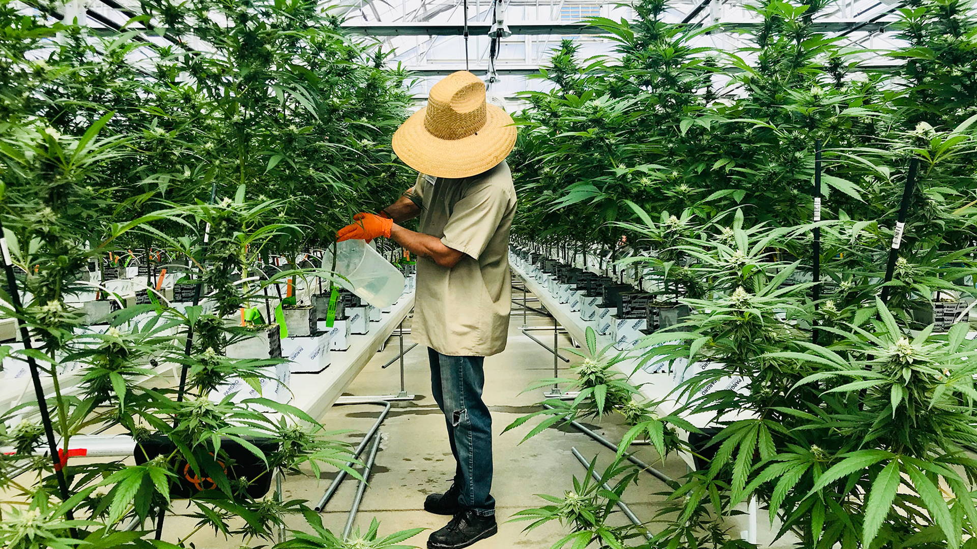 Featured image for Touring Canndescent, the Hermés of Cannabis