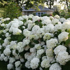 White Incrediball hydrangeas