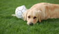 Hund liegt auf der grünen Wiese neben einem weißen Fußball