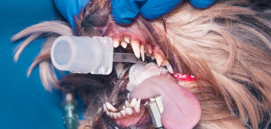 tooth removal chihuahua