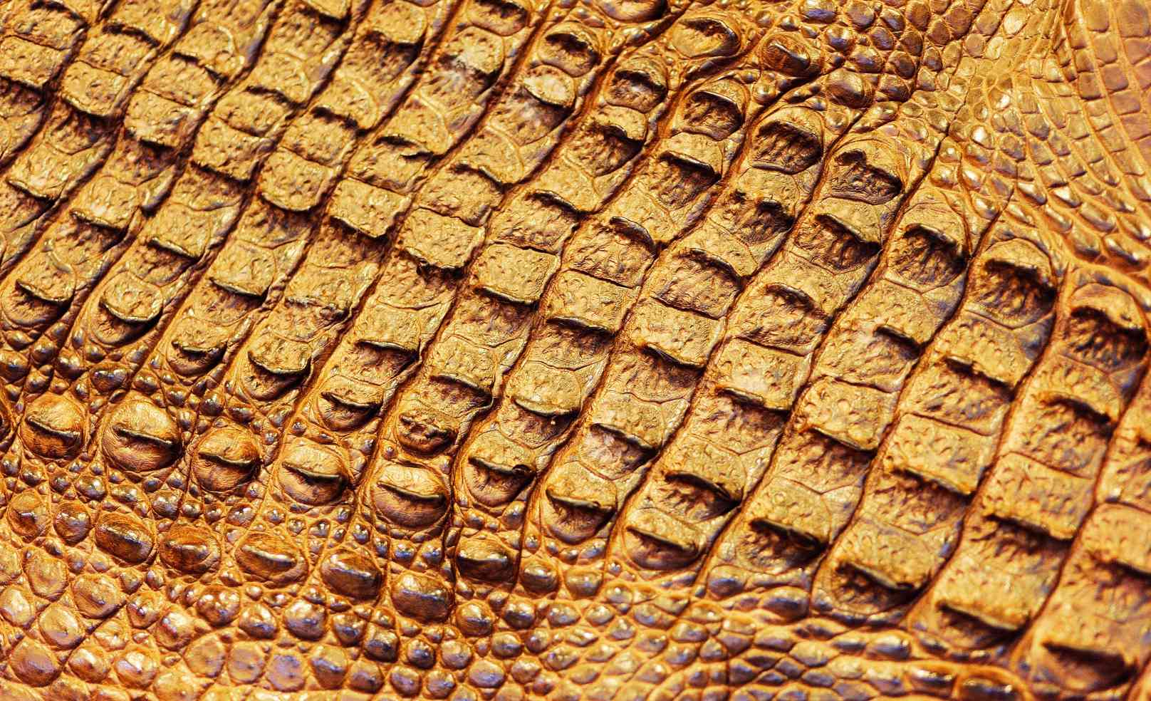Cuir de crocodile