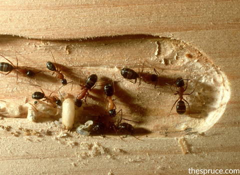 carpenter ants eating wooden structures