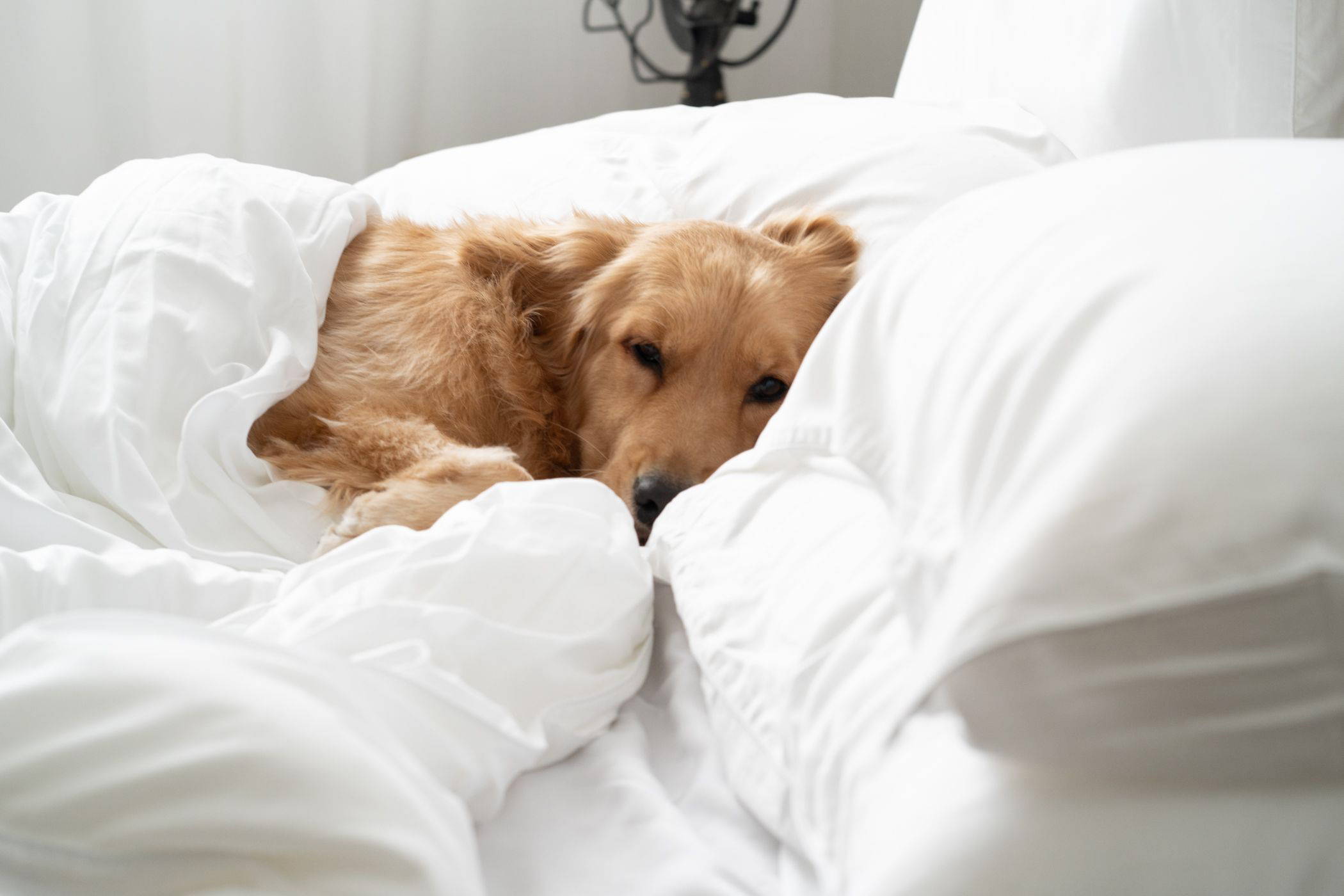 Dog resting on bed with Weavve's TENCEL Lyocell white bed sheets