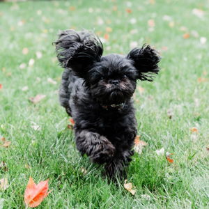 Contribute to a Fence for Piper!