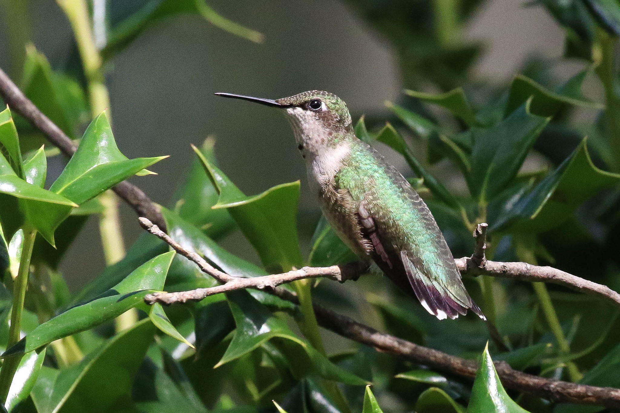 Hummingbird