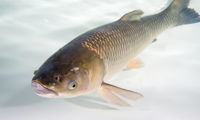Asian Carp
