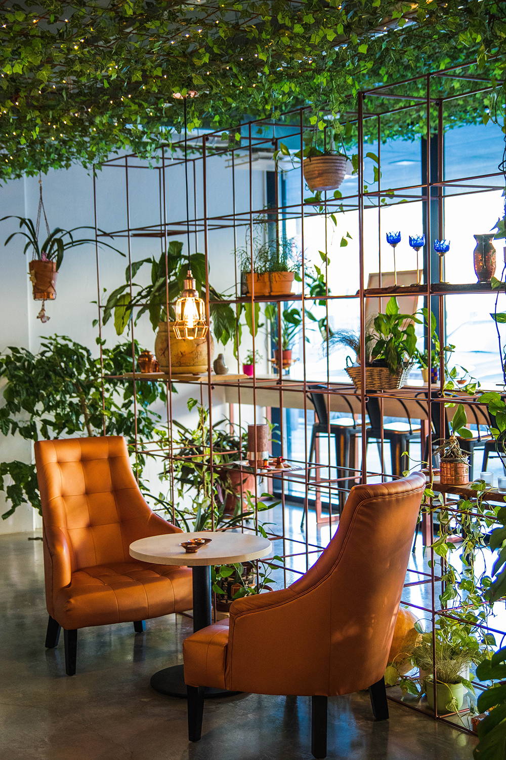 plants in the home