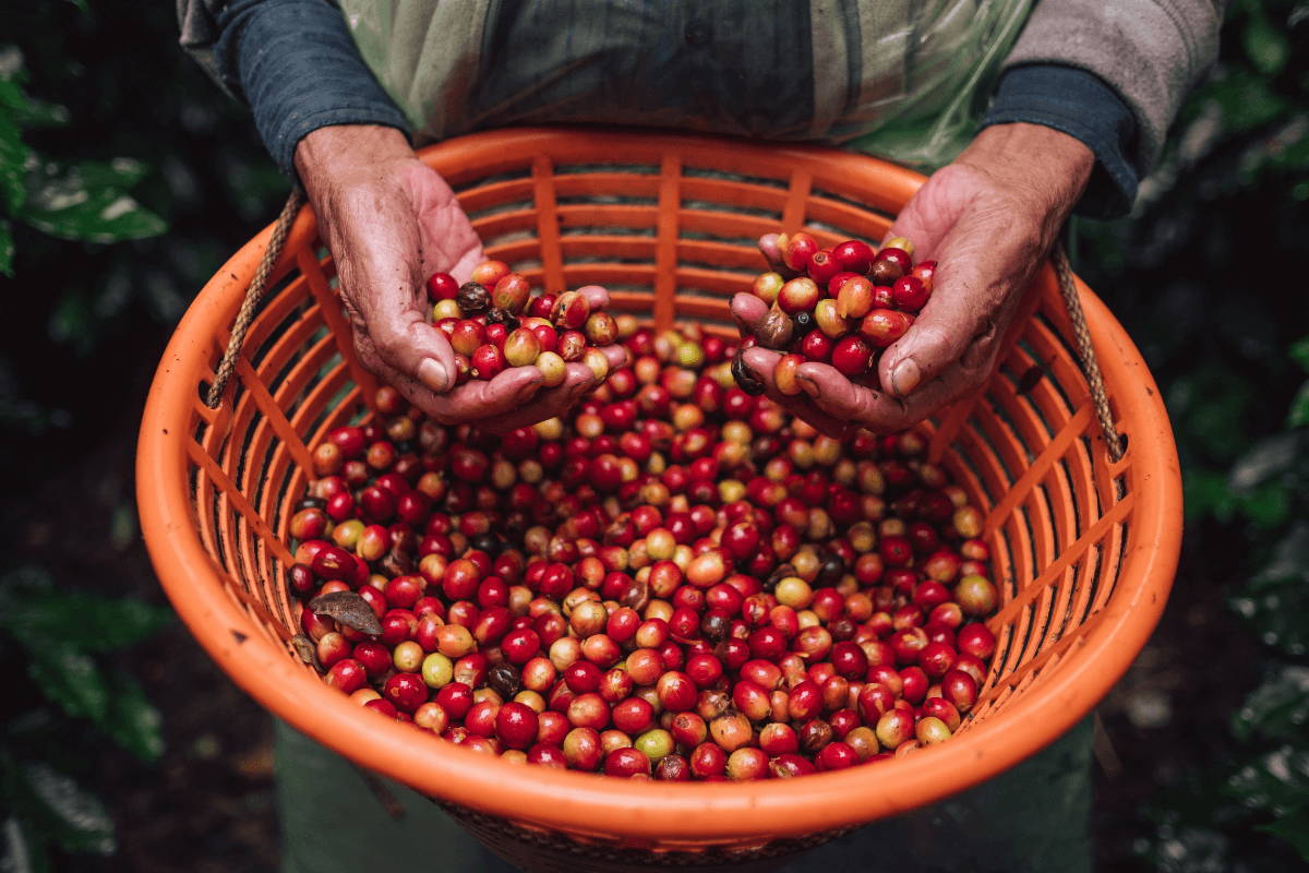 Coffee cherries