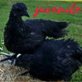 juvenile-molting-ayam-cemanis