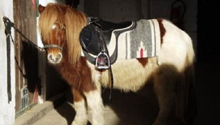 bauernhof gut halfeshof b pony im stall