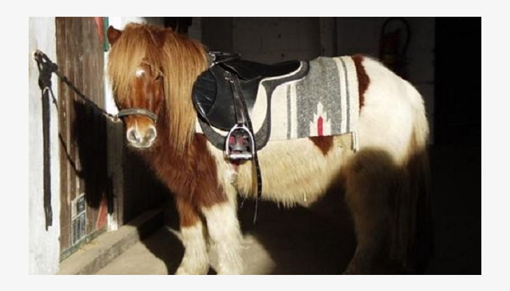 bauernhof gut halfeshof b pony im stall