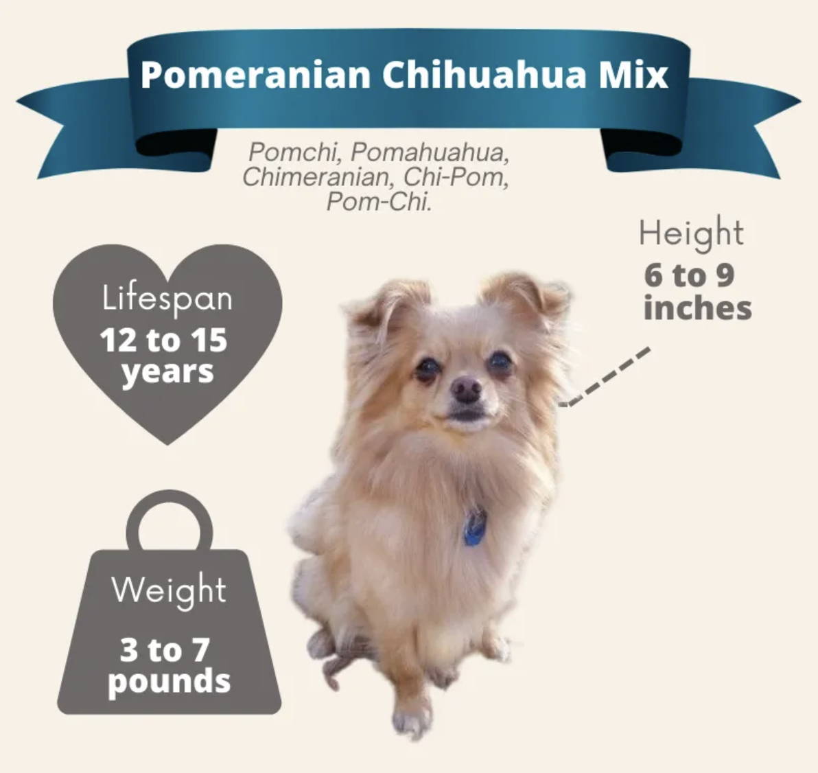 best facts about chihuahuas