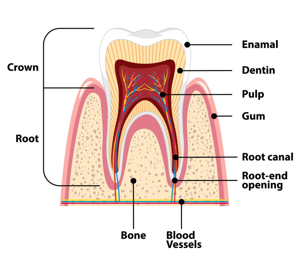 root canal treatment singapore