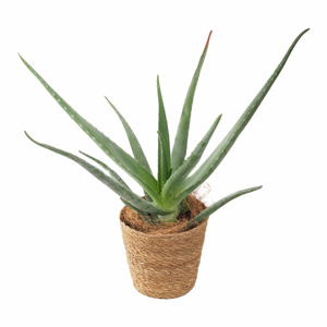 Aloe Vera | FLORAMALL