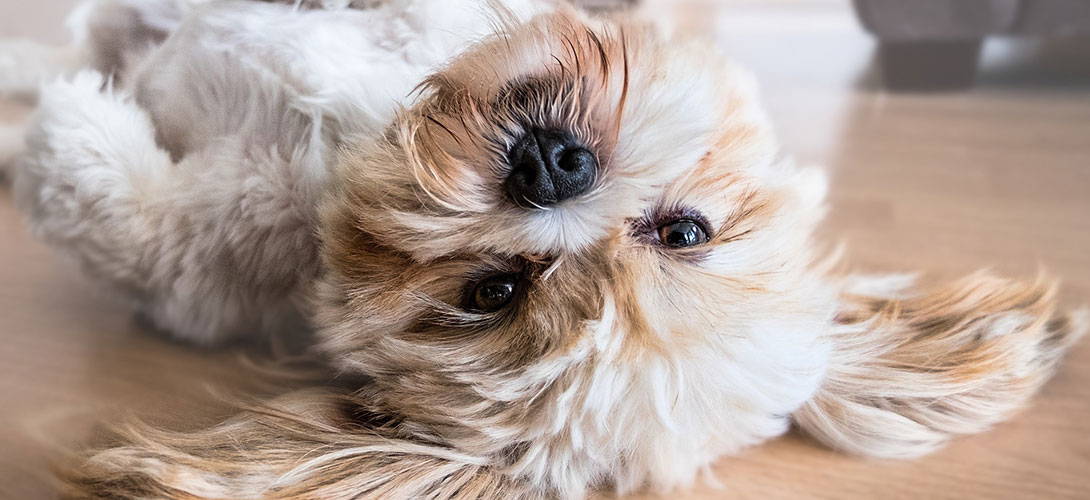 Lhasa Apso