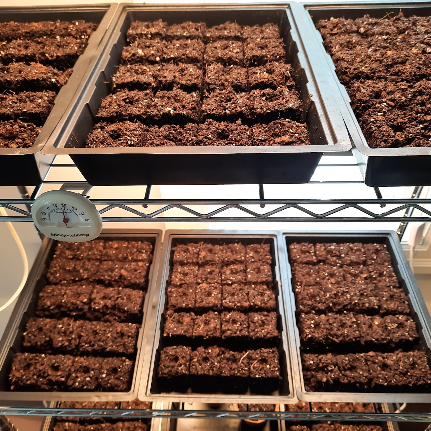 Pictured are two shelves lit brightly from behind/above, each filled with trays filled with soil blocks.